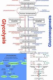 Gluconeogenesis Pathway Diagram Glycolysis In Reverse