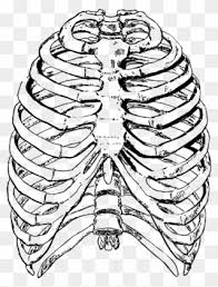 The rib cage surrounds the lungs and the heart, serving as an important means of bony protection for these vital organs. Clip Art Freeuse Cage Drawing Pixel Human Rib Cage Png Download 320798 Pinclipart