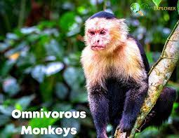 omnivorous monkeys types of omnivore