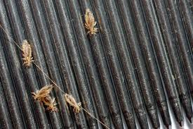 lice that can resist s have