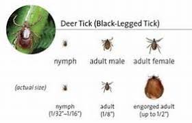 Alfa Img Showing Tick Size Chart Deer Ticks Ticks