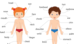 Comment enseigner aux enfants les parties du corps en anglais ? - Novakid  Blog