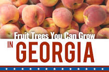 can-citrus-trees-grow-in-georgia