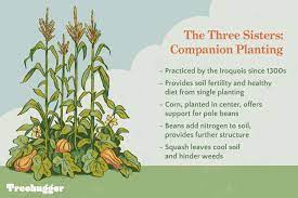 the three sisters planting corn beans