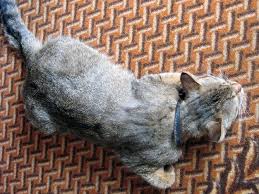 a gray domestic cat lies flat on the