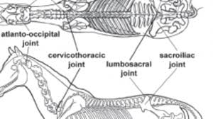 It also includes the joints of the hip, stifle, hock, fetlock, pastern, and coffin. The Anatomy Of Dressage Horse Hindquarters Expert Advice On Horse Care And Horse Riding