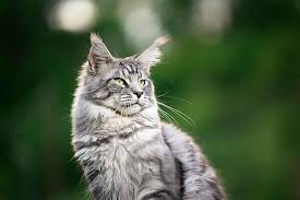 beautiful silver tabby maine cat