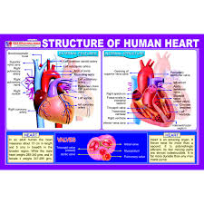 Chart No Structure Of Human Heart