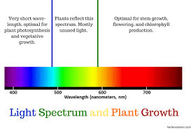 Everything You Need To Know About Grow Lights The Ultimate