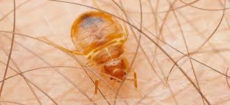 Call us to schedule an inspection. Why Do It Yourself Bed Bug Control For Your Washington D C Home Is A Waste Of Money