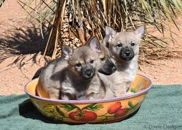 As long as the dog is with its litter mates and mother up until at least 8 weeks. Caliente Swedish Vallhunds