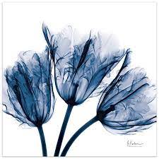 empire art direct blue tulip x ray
