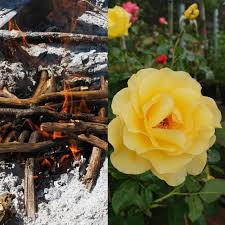 do roses like wood ash gardener report