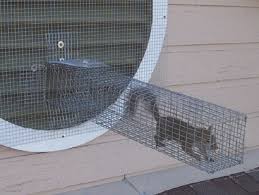 squirrel trapping how to catch a