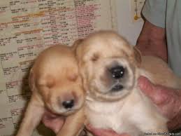 The current median price for all golden retrievers sold is $1,335.00. Golden Retriever Pups Akc Price 600 00 For Sale In Lakeland Florida Best Pets Online