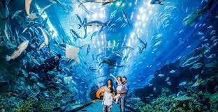 dubai aquarium and underwater zoo day