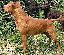 Staffordshire bull terriers still resemble the pugnacious brawlers who once ruled england's fighting pits. Staffordshire Bull Terrier Wikipedia