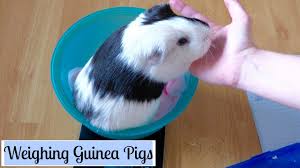 How To Weigh Your Guinea Pigs