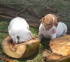 how your dog benefits from coconut