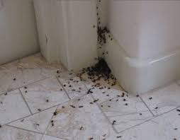 VÃ½sledok vyhÄ¾adÃ¡vania obrÃ¡zkov pre dopyt mravce doma