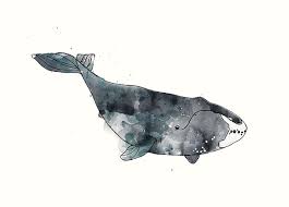 Bowhead Whale From Whales Chart Greeting Card