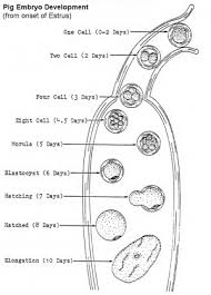 Pig Development Embryology