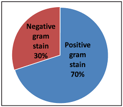 Pie Chart Of Percentage Distribution For Bacteria According