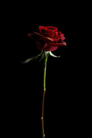 red rose in black background free