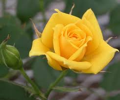 yellow rose plant at rs 599 00 rose