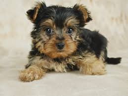 care of a teacup yorkie puppy