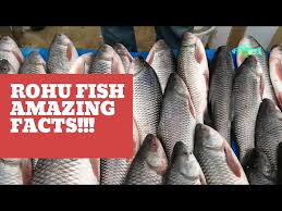 amazing facts about rohu fish you