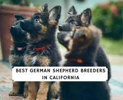 According to the fci, the breed's english language name is german shepherd dog. 6 Best German Shepherd Breeders In California 2021 We Love Doodles
