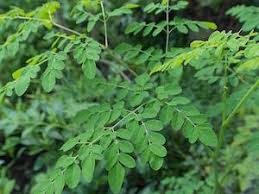 moringa leaf nutrition facts natureclaim