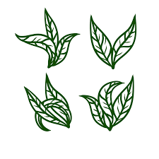 tea leaf green plant set of hand