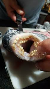sheepshead the fish with human teeth