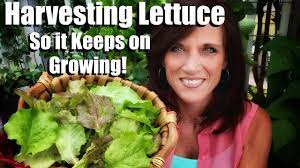 how to harvest lettuce so it keeps on