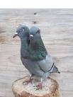 Image result for weird pigeons