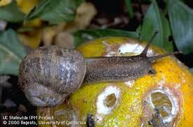 control slugs and snails