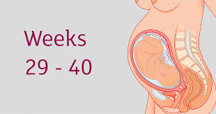 Third Trimester Weeks 29 To 40 Tommys