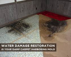 Is Your Damp Carpet Harboring Mold