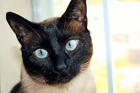 hd wallpaper close view of siamese cat