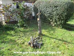 Theoretisch lässt sich ein baum ganz einfach fällen: Baume Clever Fallen Gartenarbeit Im Herbst Gartenpflege Tipps