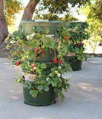 Short On Space Plant Your Strawberries