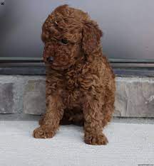 ted toy poodle puppy in ohio