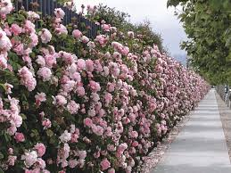 100 English Rose Garden Wallpapers