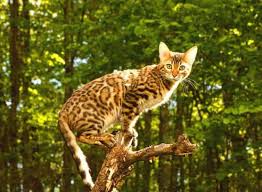 Plus, they're cute and, unlike larger, exotic cats, they probably can't cause any super serious injuries to humans. The Bengal Cat Cwvc Limited