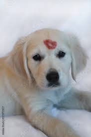 puppy with lipstick kiss stock photo