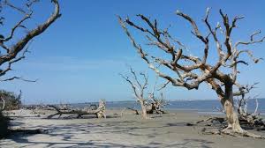 Skeletal Landscape Of Trees Review Of Driftwood Beach