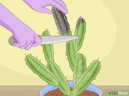 6 Ways To Grow Cactus In Containers