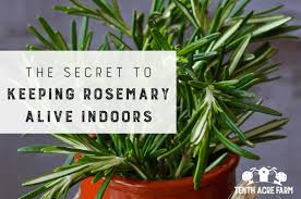 keeping rosemary alive indoors